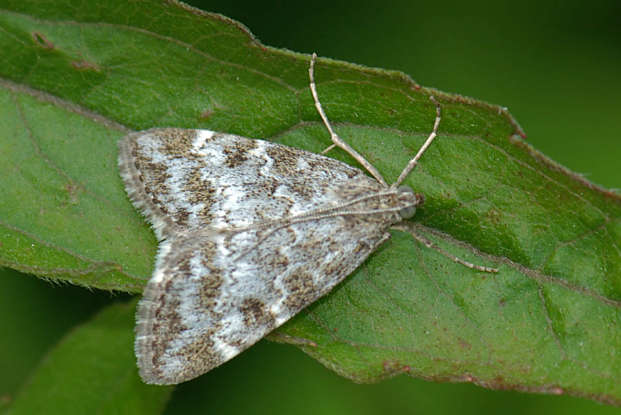 Falena da id. : Evergestis sophialis